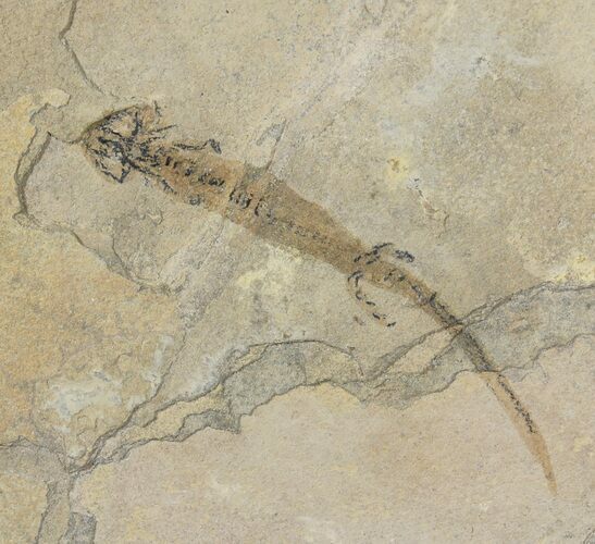 Permian Branchiosaur (Amphibian) Fossil - Germany #50851